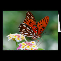Butterfly Morning cards
