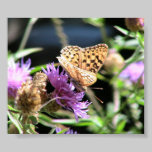 Butterfly Morning posters