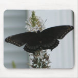 Butterfly Butterfly