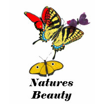 Butterfly, Natures Beauty t-shirts by Intuative Butterfly, Natures Beauty t-shirts