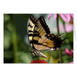 Butterfly Note Card
