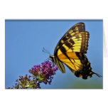 Butterfly Notecard