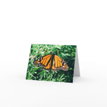 Butterfly notecards