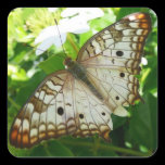 Butterfly of Jasmine Sticker