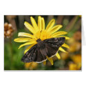 Butterfly on a Daisy cards
