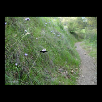 butterfly on a flower along the trail posters