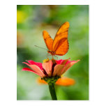 Butterfly on a Flower Postcard