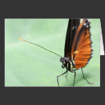 Butterfly on a Leaf. cards