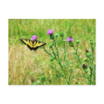 Butterfly on a purple flower postcards
