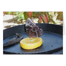 Butterfly On An Orange Plain Note Card