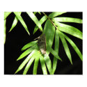 Butterfly on Bamboo posters