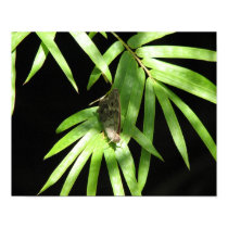 Butterfly on Bamboo posters by naturegirl7 Butterfly on Bamboo posters