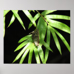 Butterfly on Bamboo posters