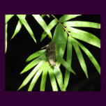 Butterfly on Bamboo posters