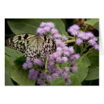 Butterfly on Bloom Greeting Cards