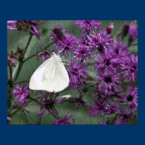 Butterfly on Burlock poster posters