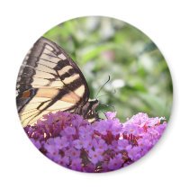 Butterfly on butterfly bush magnets