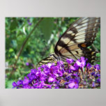 Butterfly on Butterfly Bush Poster