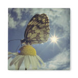 Butterfly on camomile flower with sun, refrigerator magnets