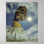 Butterfly on camomile flower with sun, print
