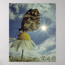 Butterfly on camomile flower with sun, print