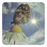 Butterfly on camomile flower with sun, square stickers