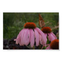 butterfly on coneflower posters by rodgerkent butterfly on coneflower posters