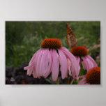 butterfly on coneflower posters