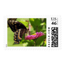 Butterfly on daisy postage stamp
