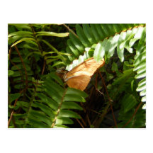 Butterfly on Fern Postcard