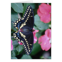 Butterfly on Flower Card