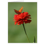 Butterfly on flower cards
