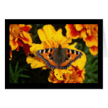 Butterfly on Flower Note Card