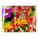 butterfly on flower posters by dma847 butterfly on flower posters