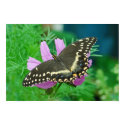 Butterfly on Flower posters by Nicole_Hodgeboom_Pic Butterfly on Flower posters