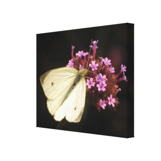 Butterfly on Flowers wrappedcanvas