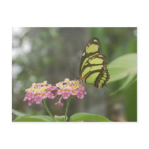 Butterfly on flowers postcards by Thorninger Butterfly on flowers postcards