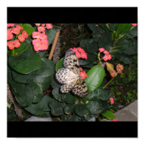 Butterfly on flowers posters
