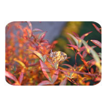 Butterfly on Heavenly Bamboo Poster posters by bwissinger Butterfly on Heavenly Bamboo Poster posters