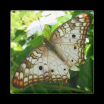 Butterfly on Jasmine Magnet