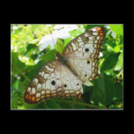 Butterfly on Jasmine Postcard