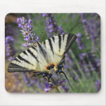 Butterfly on Lavender Mousepad mousepads
