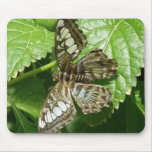 Butterfly on Leaf Mouse Pad