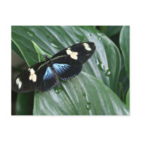 Butterfly on Leaf postcard