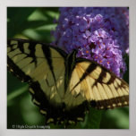 Butterfly on lilac posters