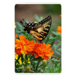 Butterfly on Orange and Yellow Flowers Premium Vinyl Magnets