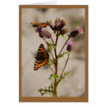 Butterfly on Plant Note Card