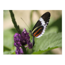 Butterfly on Purple Flower Postcard