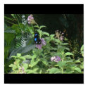 Butterfly on purple flower posters by celticbutterfly30 Butterfly on purple flower posters