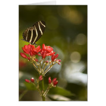 Butterfly on Royal Poinciana Blank Note Card